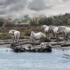 Camargue Klassiker