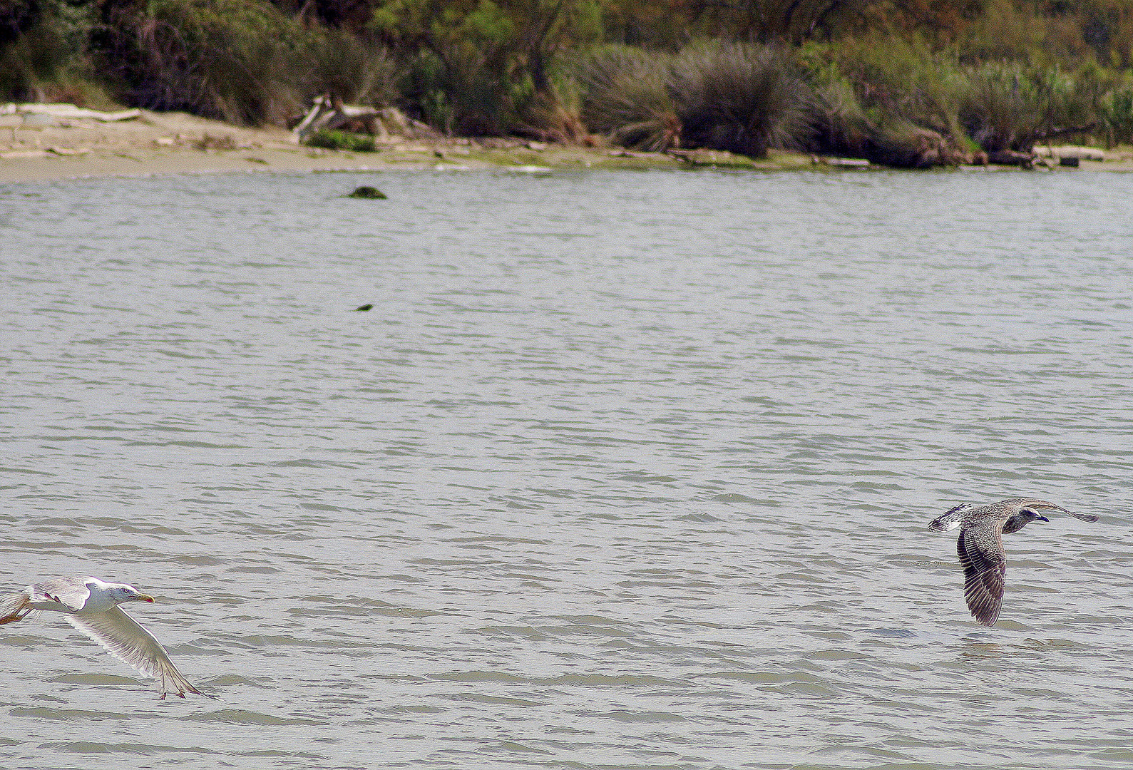 Camargue ! la course, 1