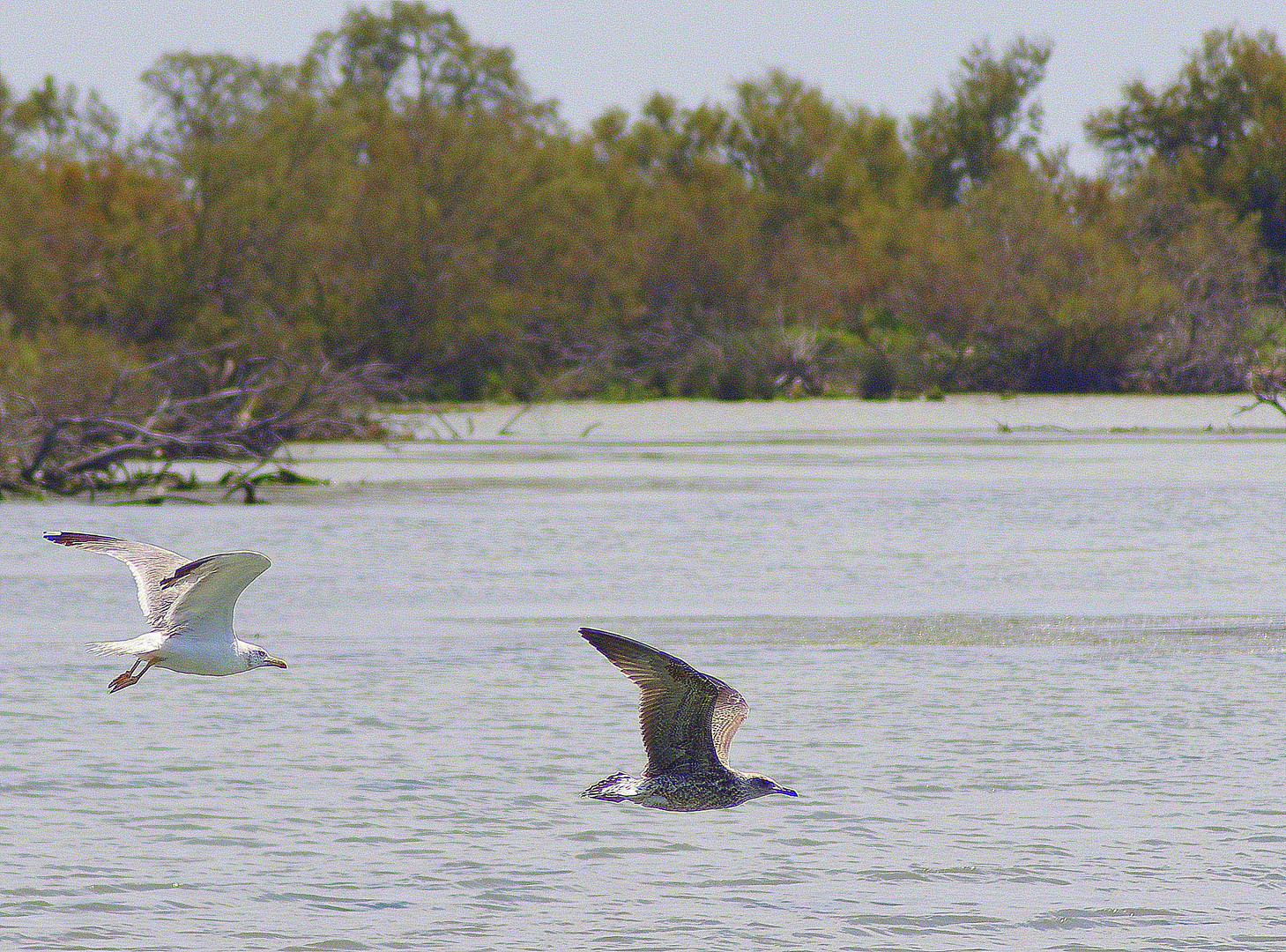 Camargue ! La course ! 2