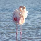 Camargue .... La toilette !