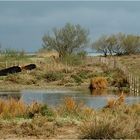 Camargue Landschaft