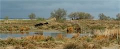 Camargue Landschaft