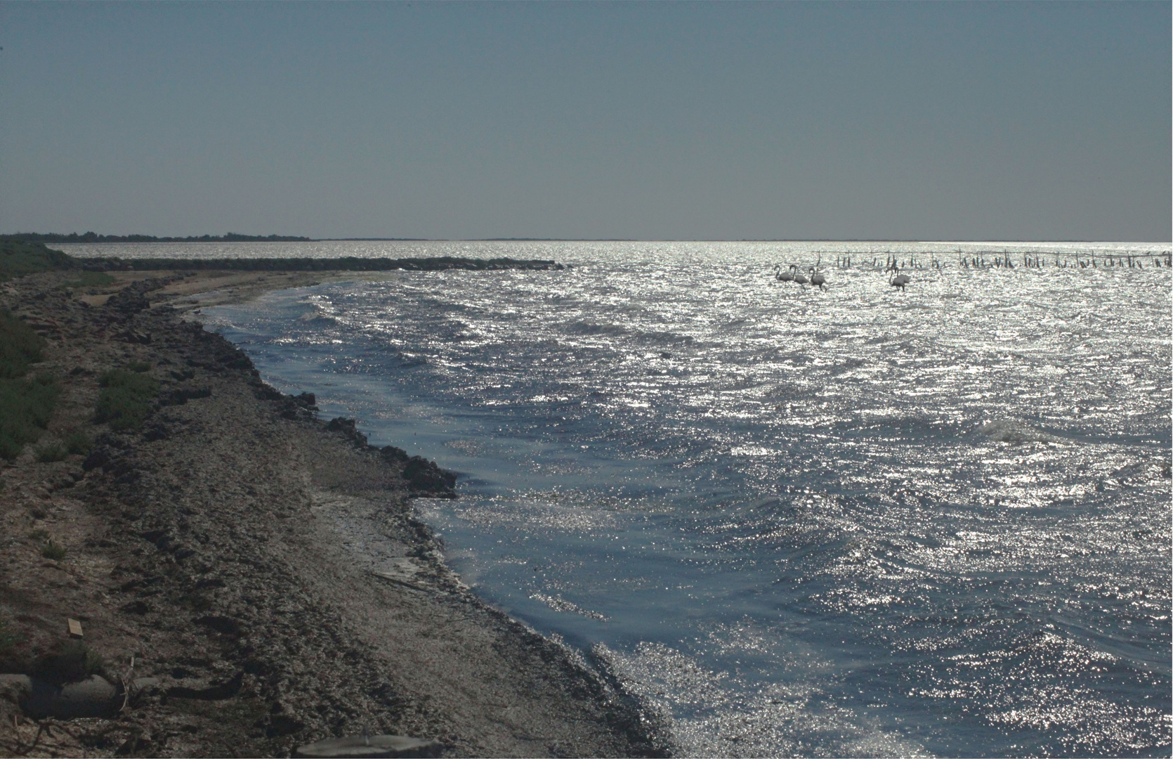 CAMARGUE , LES RIVES DU VACCARES