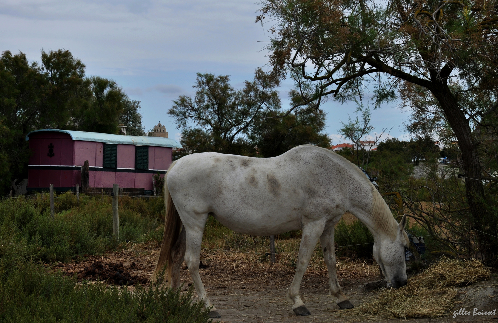 Camargue, les Saintes-Maries-de-la-Mer