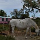 Camargue, les Saintes-Maries-de-la-Mer