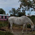 Camargue, les Saintes-Maries-de-la-Mer