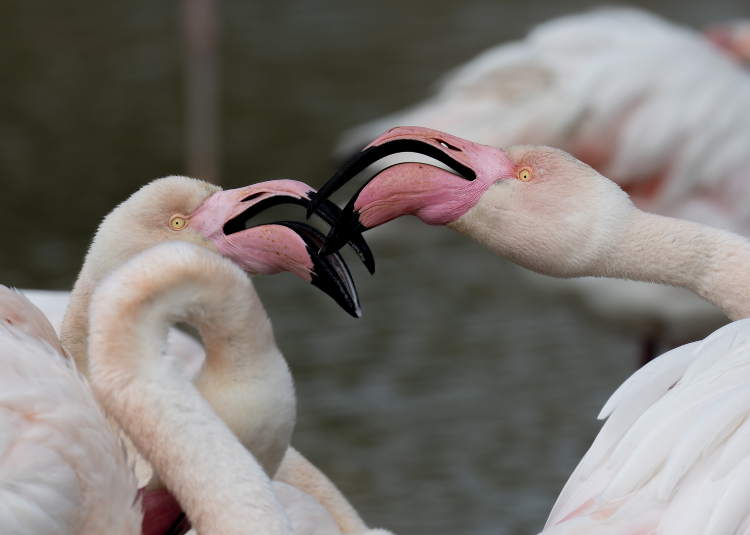 Camargue ohne Flamingo geht ja gar nicht