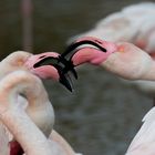 Camargue ohne Flamingo geht ja gar nicht