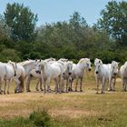 Camargue Pano 2