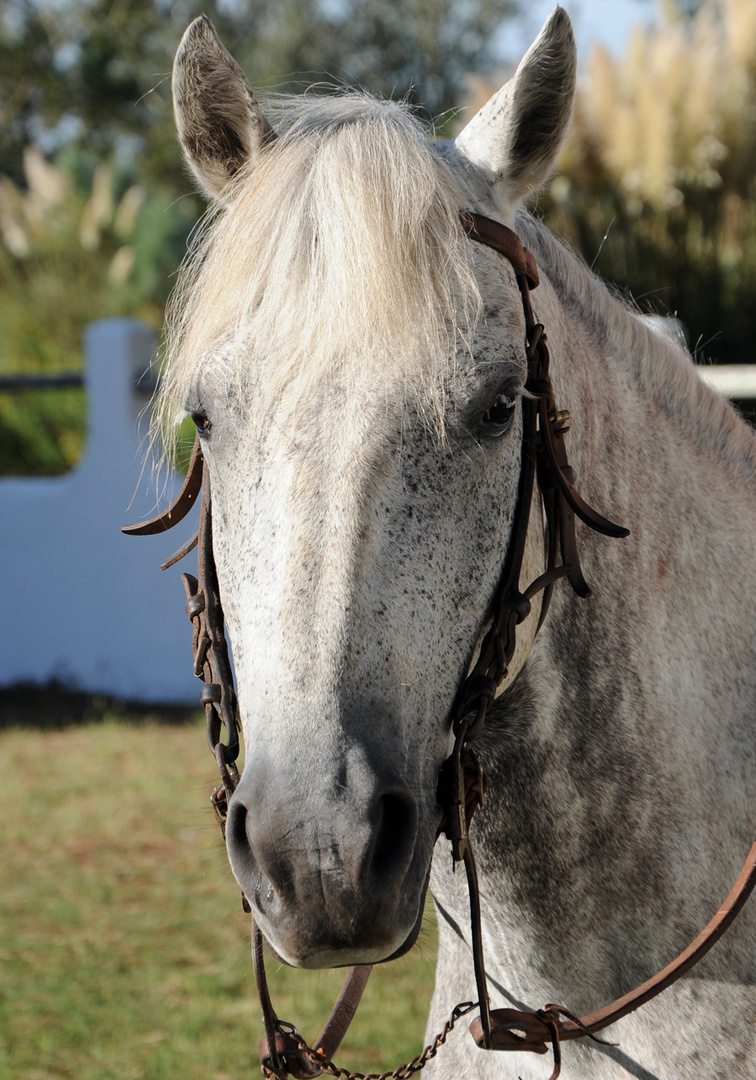 Camargue Pferd