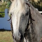 Camargue Pferd