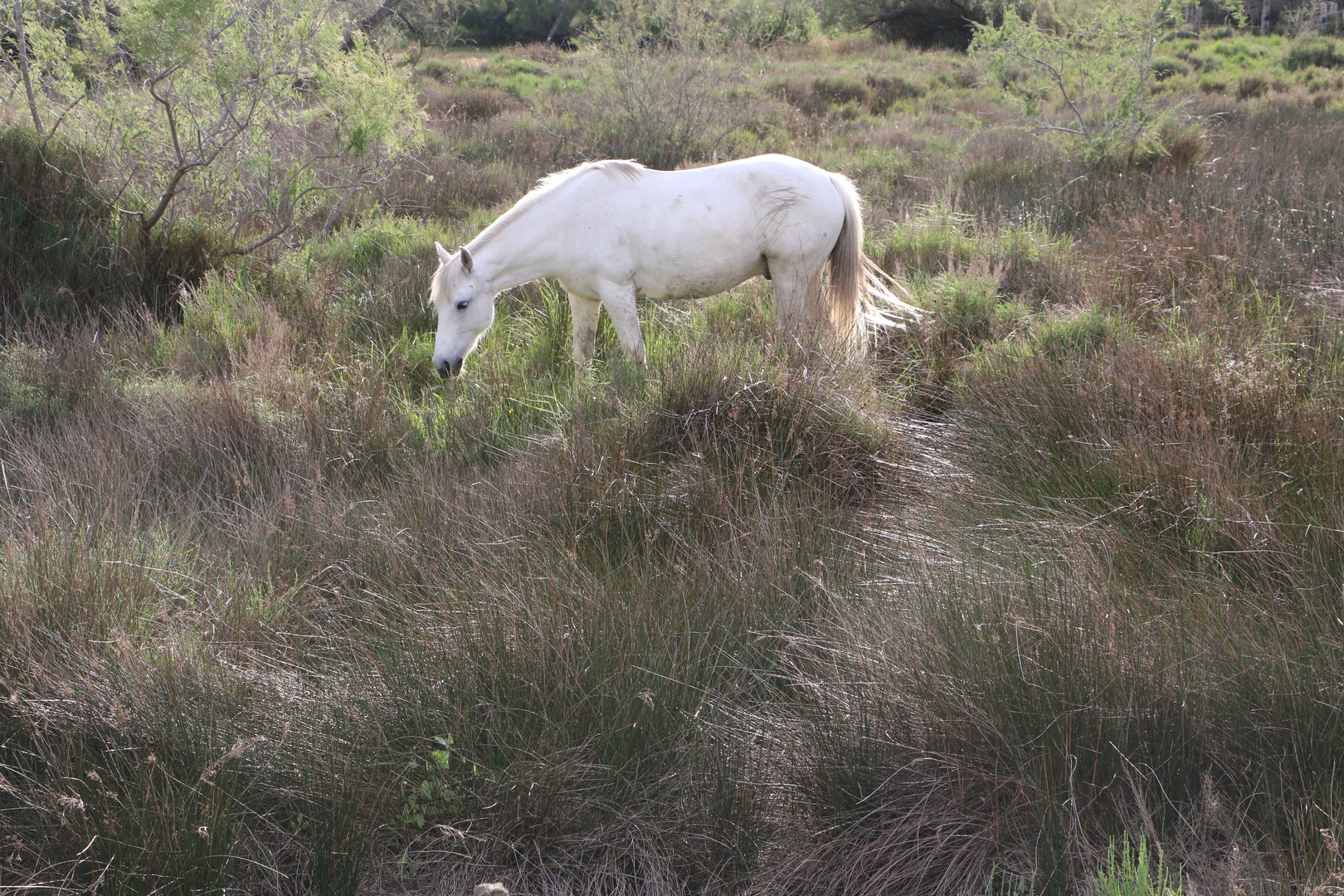 Camargue-Pferd