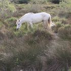 Camargue-Pferd