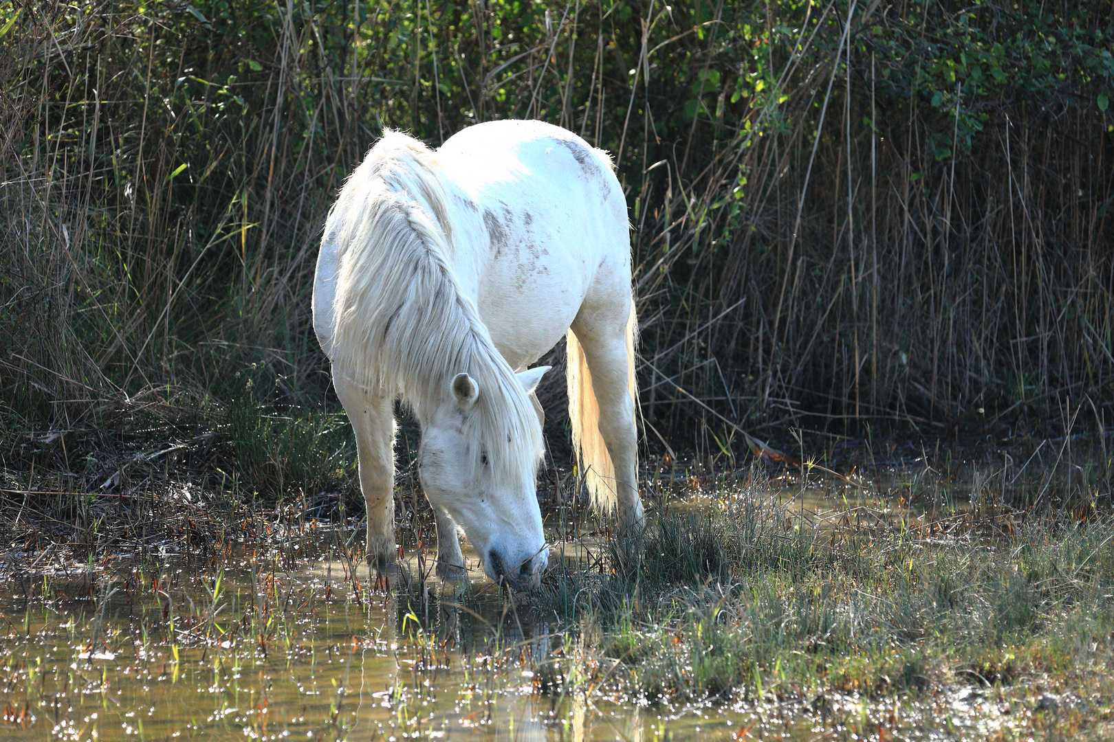 Camargue Pferd