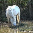 Camargue Pferd