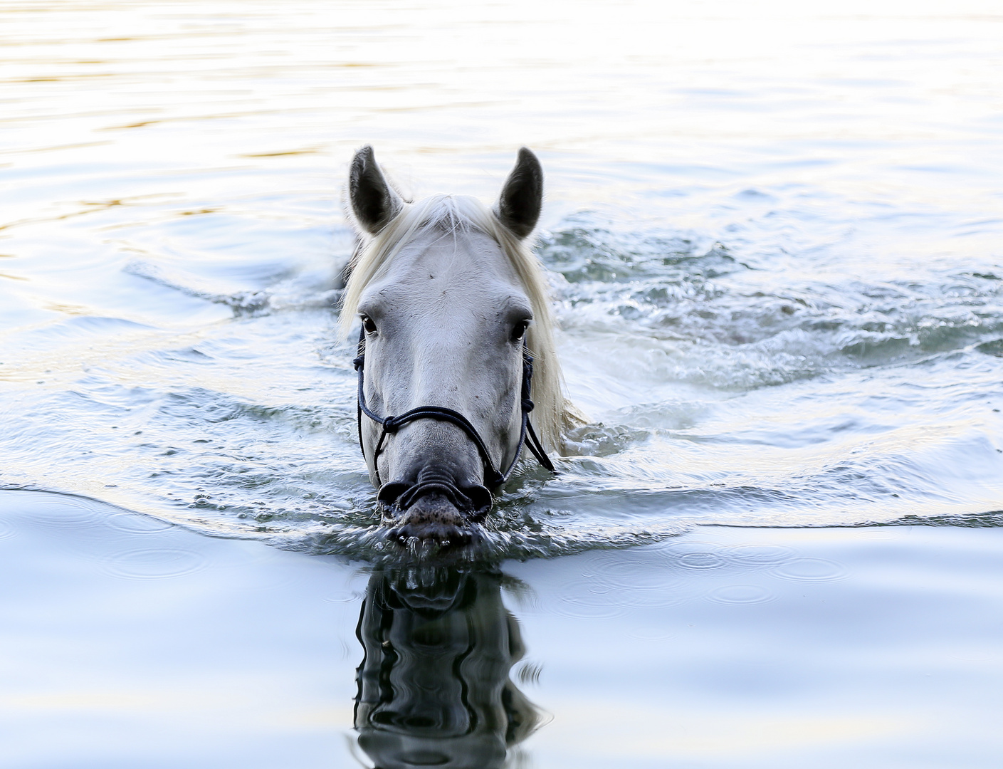 Camargue Pferd