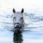 Camargue Pferd