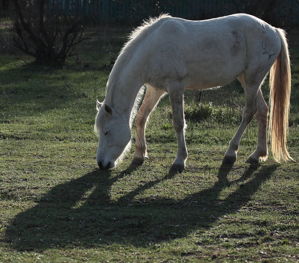 Camargue-Pferd im Gegenlicht