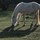 Camargue-Pferd im Gegenlicht