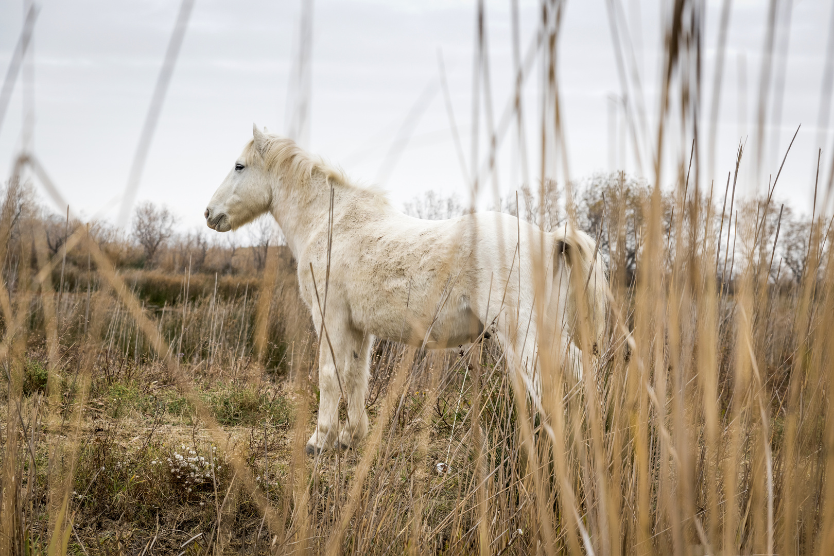 Camargue-Pferd in Pose