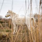 Camargue-Pferd in Pose