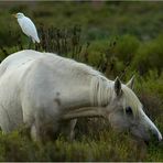 Camargue-Pferd mit Reiter