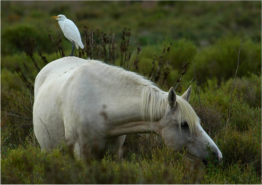 Camargue-Pferd mit Reiter