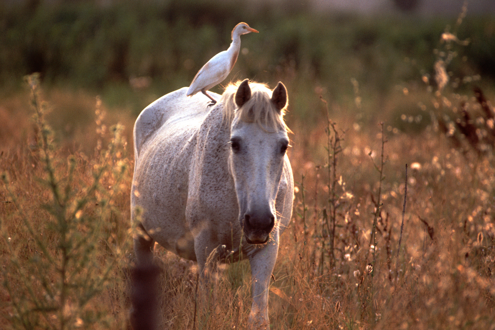 Camargue-Pferd mit Reiter (Kuhreiher)