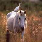 Camargue-Pferd mit Reiter (Kuhreiher)