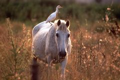 Camargue-Pferd mit Reiter (Kuhreiher)