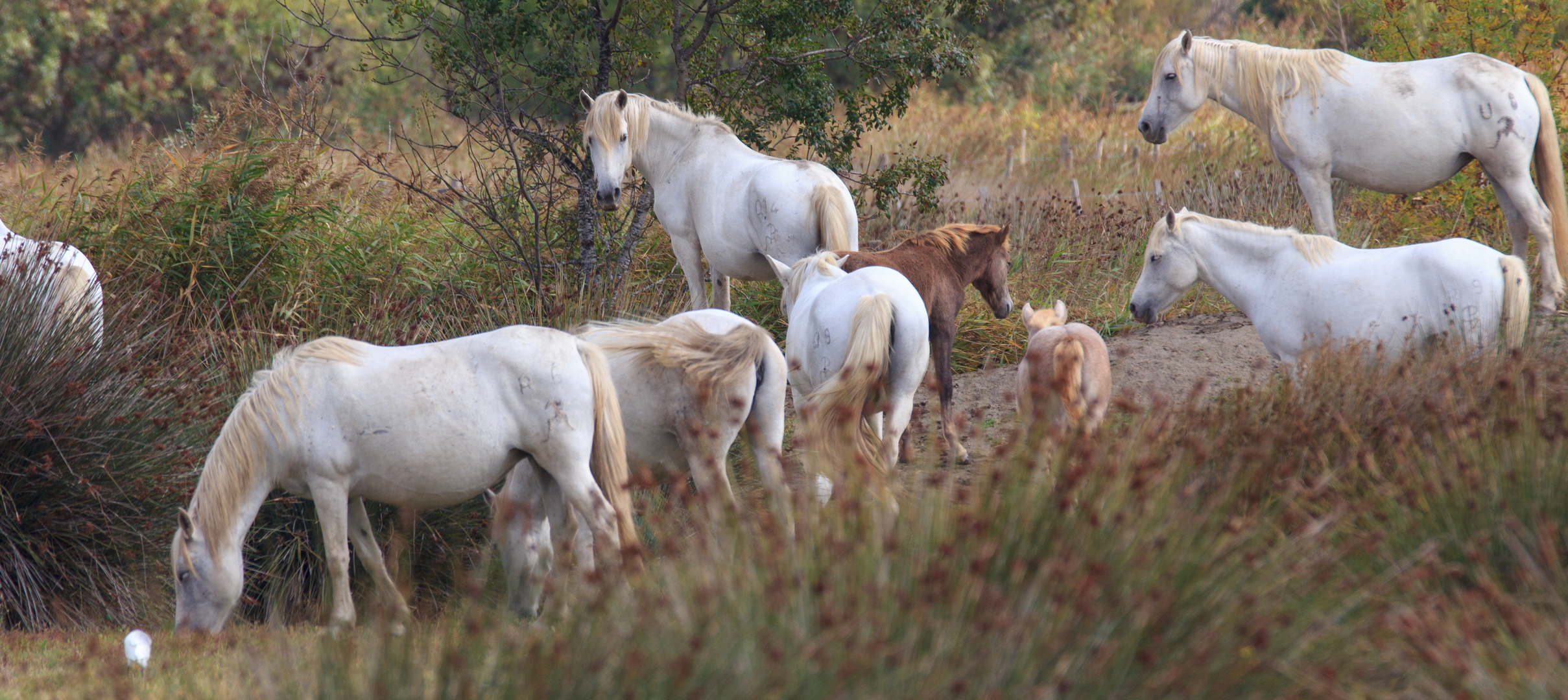 Camargue Pferde