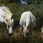 Camargue - Pferde