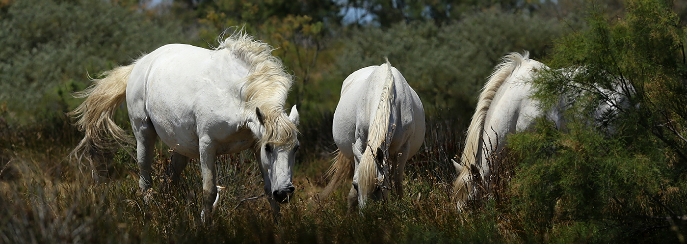 Camargue - Pferde