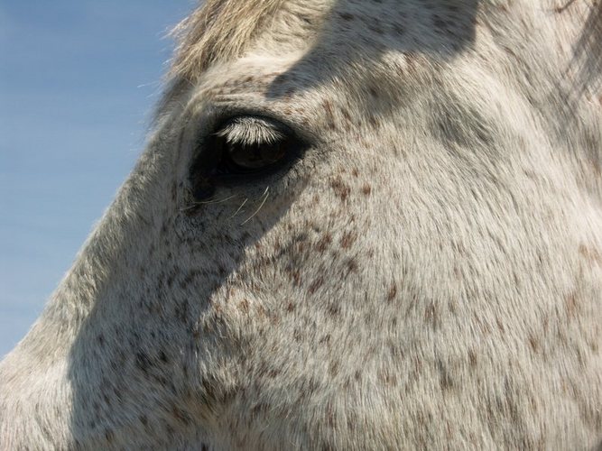 Camargue Pferde 1