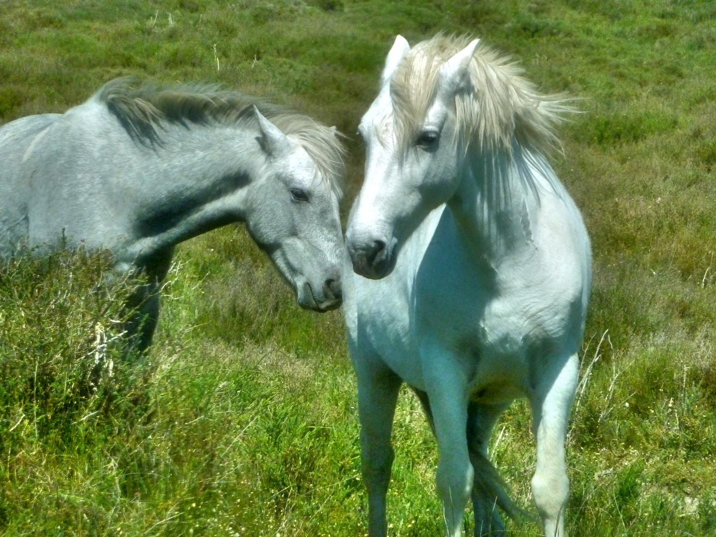 Camargue-Pferde