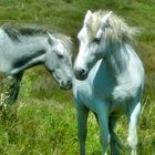 Camargue-Pferde