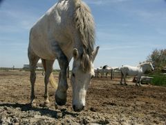 Camargue Pferde 2