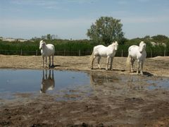 Camargue Pferde 3