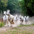 Camargue Pferde 