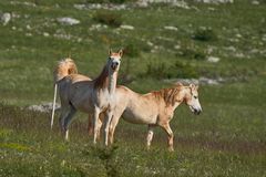 Camargue-Pferde