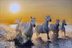 Camargue-Pferde