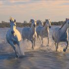 Camargue-Pferde