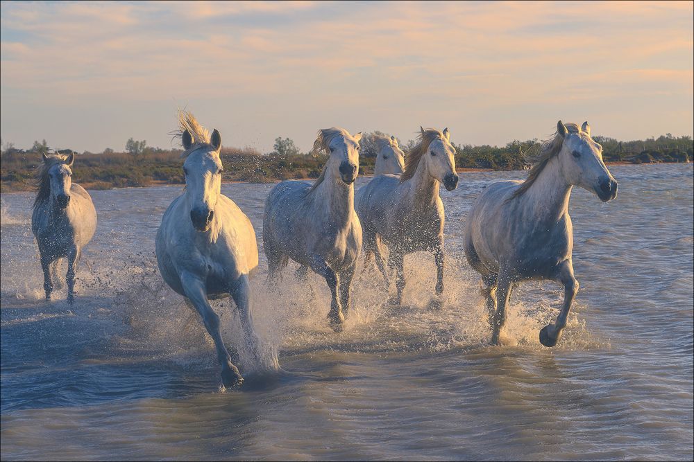 Camargue-Pferde