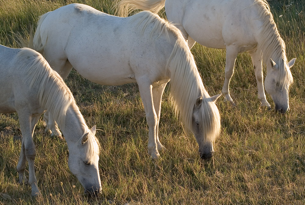 Camargue-Pferde