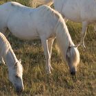 Camargue-Pferde