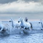 Camargue-Pferde 