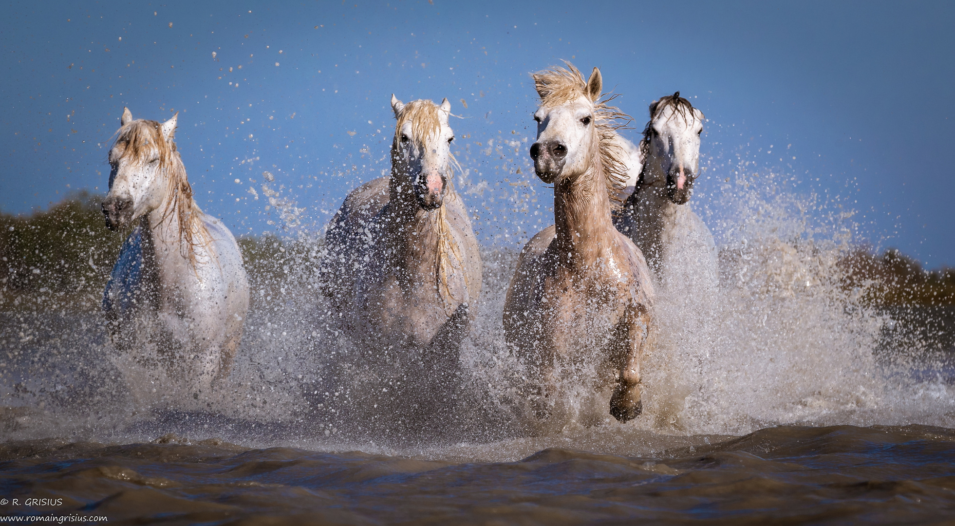 Camargue Pferde