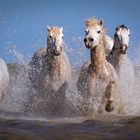 Camargue Pferde