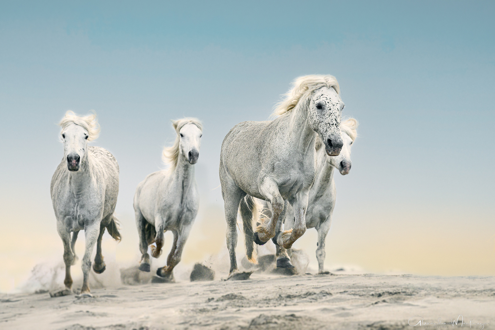 Camargue-Pferde am Strand 