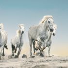 Camargue-Pferde am Strand 